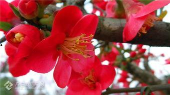 小鱼海棠最新爆料,揭秘神秘世界,探寻奇幻之旅 第3张 小鱼海棠最新爆料,揭秘神秘世界,探寻奇幻之旅 第3张